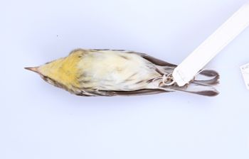 Media type: image;   Ornithology 165361 Description: Dendroica fusca;  Aspect: ventral
